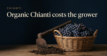 A wicker basket of hand picked grapes beside a rusted hoe and a handful of dark soil, sunlight across terraced rows — Organic Chianti costs the grower